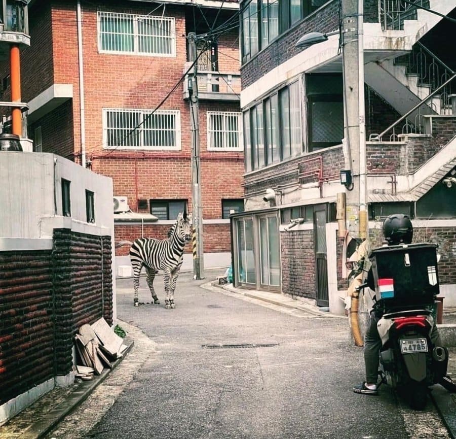 앞서 화제되었던 얼룩말 세로